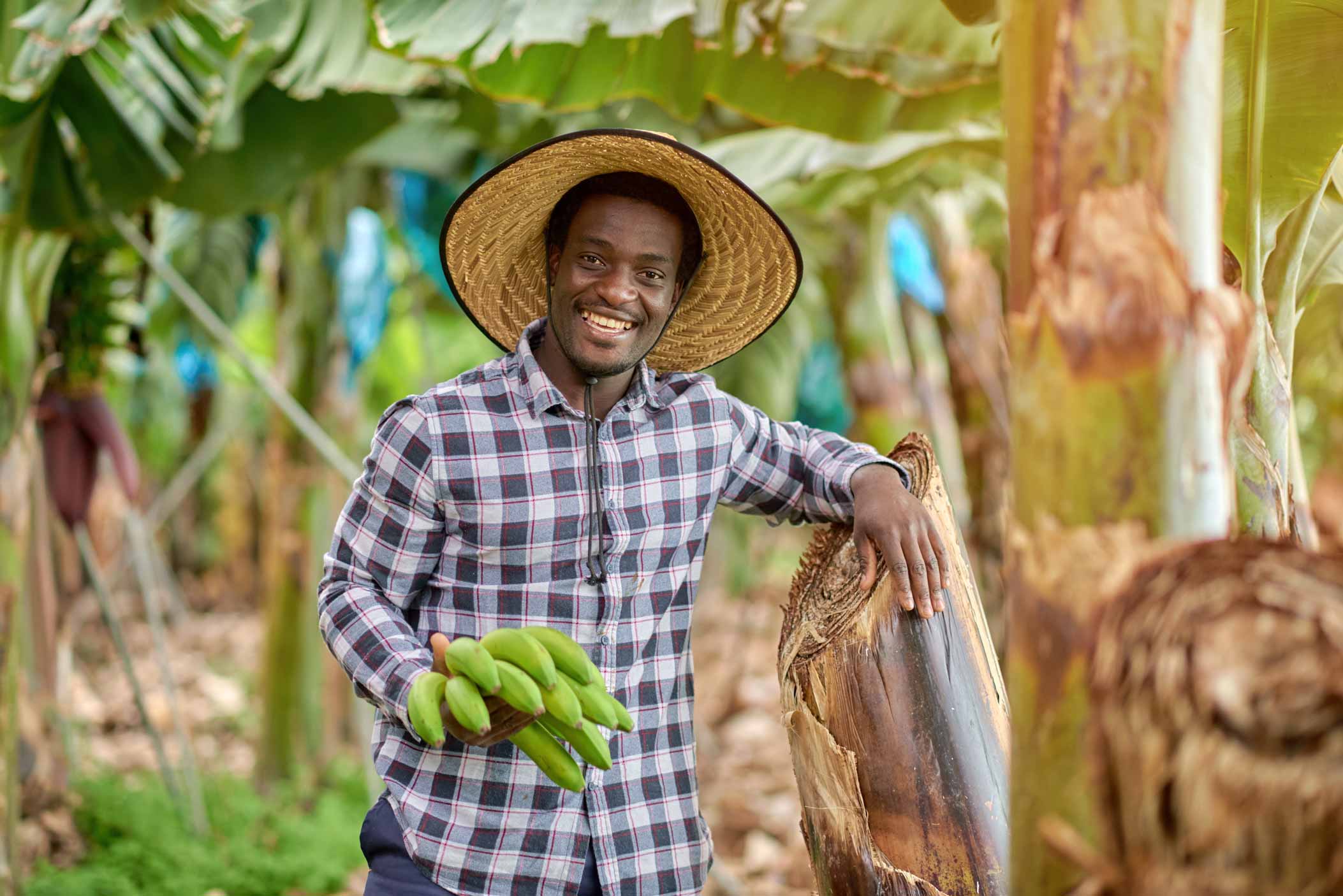 A man standing in a banana plantation, holding a cluster of green bananas, smiling.
